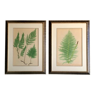 Set of Two 19th Century English Victorian Nature Printed Ferns in Custom Gilt Carved Wood Frames For Sale