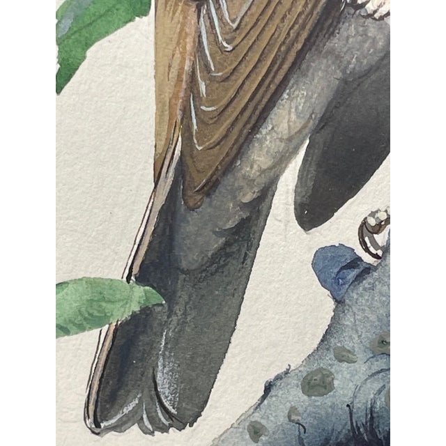 Cream 1950s Song Thrush Watercolour by Charles F. Tunnicliffe For Sale - Image 8 of 16