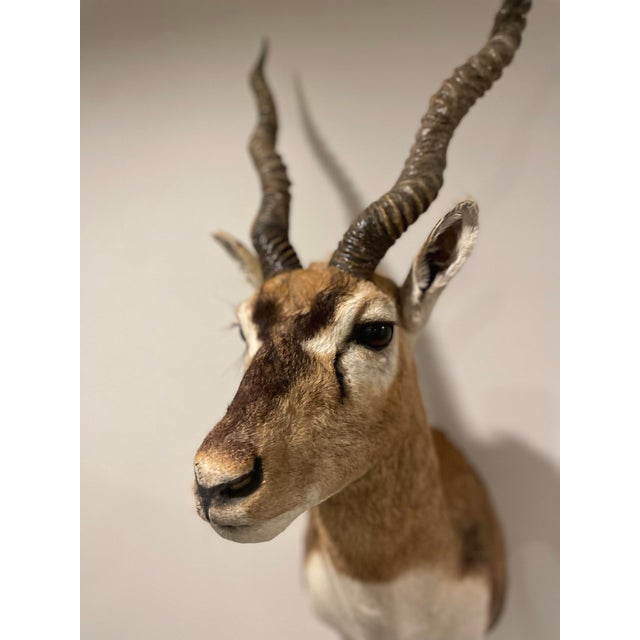 Vintage African Gazelle Shoulder Mount Taxidermy With Horns For Sale - Image 9 of 12