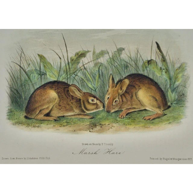 This is an original 19th century John James Audubon hand-colored first octavo edition lithograph entitled "Marsh Hare",...