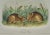 This is an original 19th century John James Audubon hand-colored first octavo edition lithograph entitled "Marsh Hare",...
