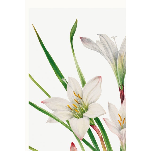 Atamasco Lily, Vintage Botanical Art Print Reproduction by Mary Vaux Walcott, 40" X 60" For Sale In Buffalo - Image 6 of 9