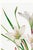 Atamasco Lily, Vintage Botanical Art Print Reproduction by Mary Vaux Walcott, 40" X 60" For Sale In Buffalo - Image 6 of 9