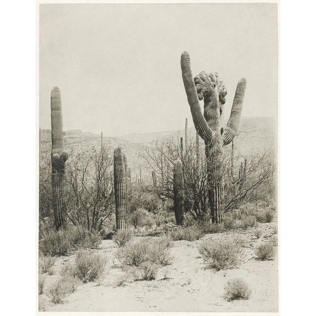 Contemporary Reproduction Vintage Cactus Photo #2 - 1900s Tucson - Vintage Desert Print For Sale - Image 3 of 3