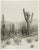 Contemporary Reproduction Vintage Cactus Photo #2 - 1900s Tucson - Vintage Desert Print For Sale - Image 3 of 3