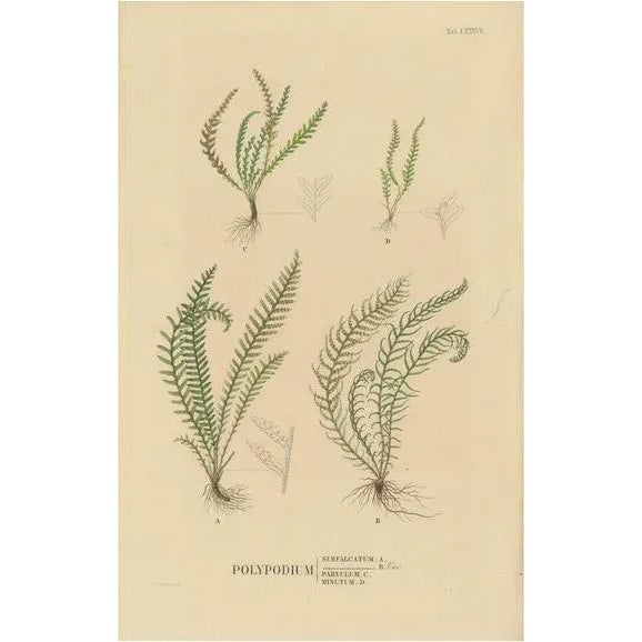 Early 19th Century Carolo Ludovico Blume, Ferns of Java Polypodium, 1829, Handcolored Lithograph For Sale - Image 5 of 5