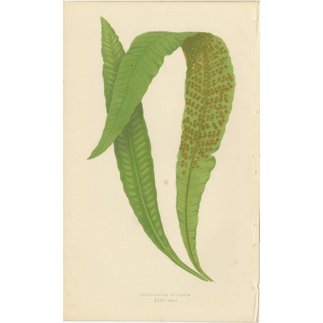 Green Fern Collection with English Species Names, 1856, Lithograph, Set of 10 For Sale - Image 8 of 14
