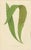 Green Fern Collection with English Species Names, 1856, Lithograph, Set of 10 For Sale - Image 8 of 14