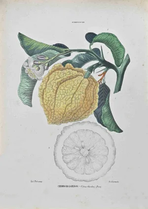 Vincenzo Tenore, Gordon Cedar, Lithograph, 1870s