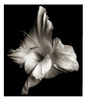 Ian Sanderson, Flowerhead 1, Pigment Print, 1986