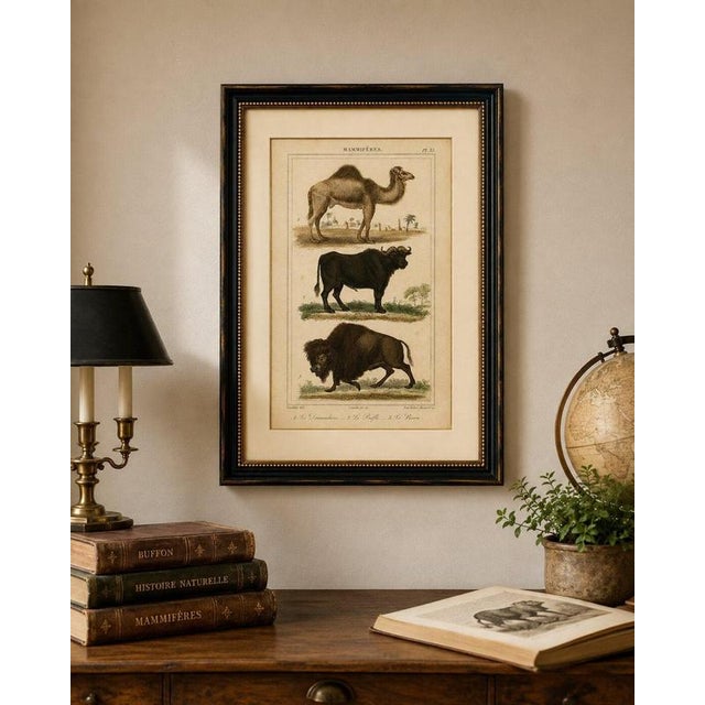 Buffon Dromedary Camel, Buffalo & Bison, 1835, Engraving For Sale - Image 9 of 10