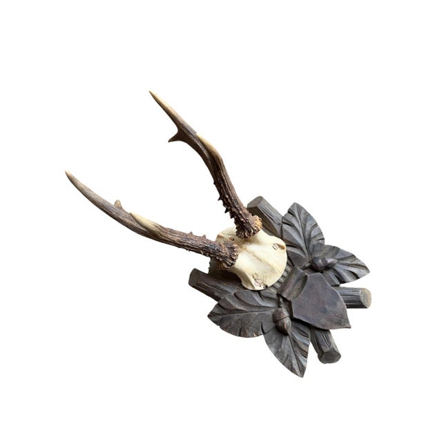 Roe Deer Trophy 120 Black Forest Antlers For Sale - Image 4 of 5