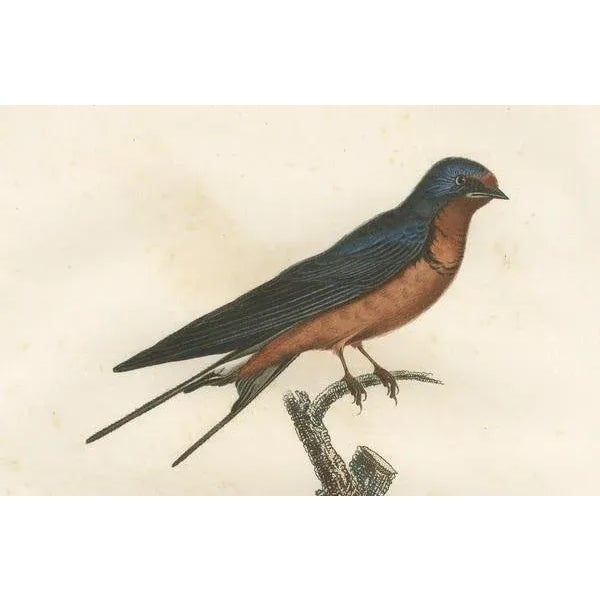 Louis Jean Pierre Vieillot, Red-Breasted Swallow Illustration, Original Handcolored Print For Sale - Image 5 of 6