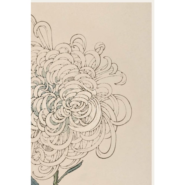 Japanese White Mum by Hasegawa, Vintage Japanese Botanical Art Print, 12" X 18" For Sale - Image 3 of 8
