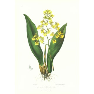 Large 1973 Orchid Flower Lithograph "Oncidium Cavendishianum (The Duke of Devonshire's Oncidium)" After James Bateman For Sale