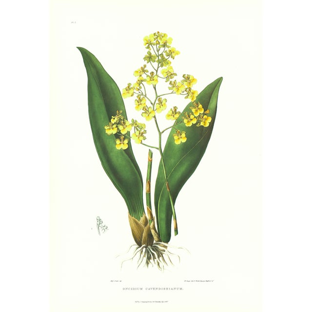 Large 1973 Orchid Flower Lithograph "Oncidium Cavendishianum (The Duke of Devonshire's Oncidium)" After James Bateman For Sale