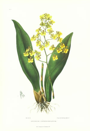 Large 1973 Orchid Flower Lithograph "Oncidium Cavendishianum (The Duke of Devonshire's Oncidium)" After James Bateman