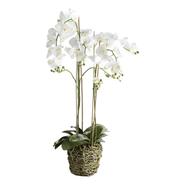 Phalaenopsis Orchid Drop-In 44" For Sale