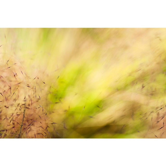 'In the Pink' Set of Botanical Photographs, Series of Four 18 X 12" Fine Art Photography Prints For Sale - Image 10 of 15