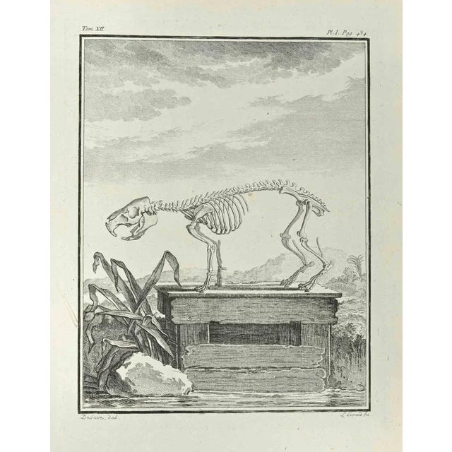 Skeleton is an etching made in 1771 by Louis Legrand (1723-1807). Titled and Signed on the plate. The artwork Belongs to...