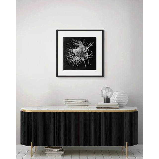 Contemporary 20" X 20" 'Devil in the Bush Flower' - Black and White Botanical Photography Print / Karl Blossfeldt For Sale - Image 3 of 5