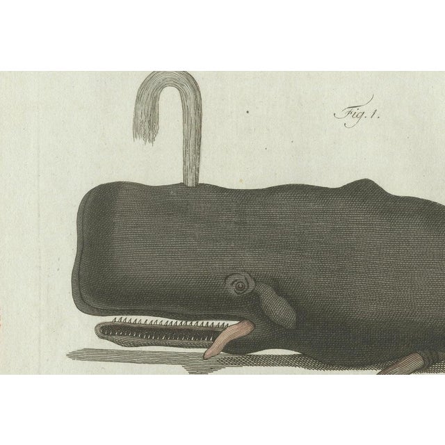 Paper Bertuch, Two Sperm Whales, 1800, Engraving For Sale - Image 7 of 9