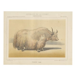 Borie, Male Yak, from Borie's Farm Animals, 1863, Chromolithograph For Sale