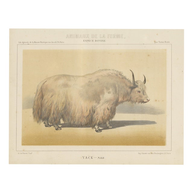 Borie, Male Yak, from Borie's Farm Animals, 1863, Chromolithograph For Sale