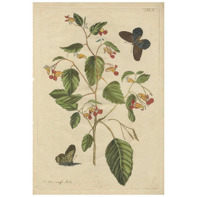 Meerburgh, Wildflower with Butterflies, Engraving, 1775 For Sale