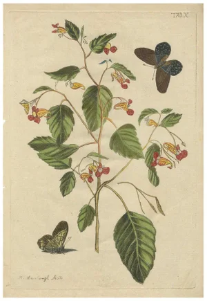 Meerburgh, Wildflower with Butterflies, Engraving, 1775