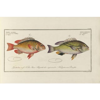 Antique Fish Study 1, Vintage Art Print Reproduction, 24" X 16" For Sale