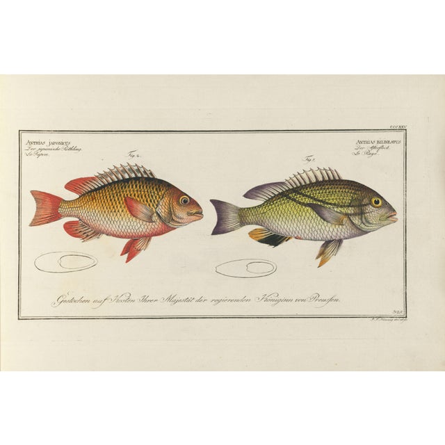 Antique Fish Study 1, Vintage Art Print Reproduction, 24" X 16" For Sale