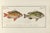 Antique Fish Study 1, Vintage Art Print Reproduction, 24" X 16" For Sale