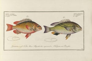Antique Fish Study 1, Vintage Art Print Reproduction, 24" X 16"