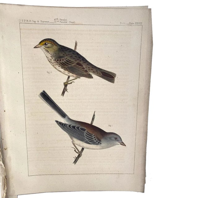 Green Rare Book Thomas G. Gentry Nests and Eggs of Birds of the United States For Sale - Image 8 of 16