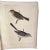 Green Rare Book Thomas G. Gentry Nests and Eggs of Birds of the United States For Sale - Image 8 of 16