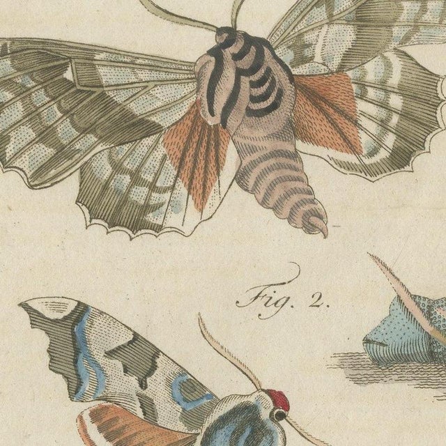 Bertuch, Elephant Hawk Moth and Hawk Moth Caterpillars, 1805, Print For Sale - Image 4 of 12