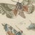 Bertuch, Elephant Hawk Moth and Hawk Moth Caterpillars, 1805, Print For Sale - Image 4 of 12