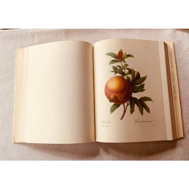 Redouté "Beautiful Flowers and Fruits" | Large Format Botanical Book For Sale - Image 13 of 18