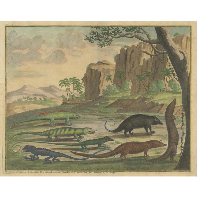 Cuscus and Lippano and Other Animals, 1726, Paper For Sale