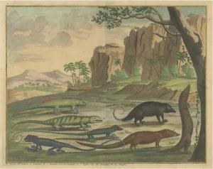 Cuscus and Lippano and Other Animals, 1726, Paper