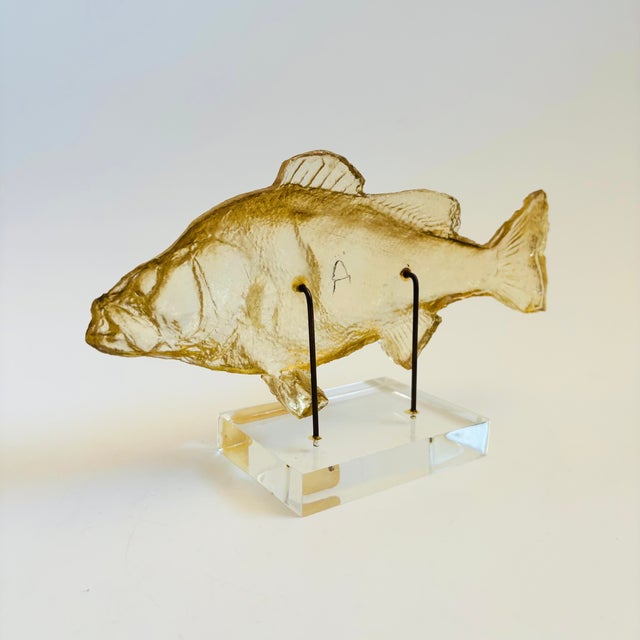 Vintage Acrylic Fish Sculpture For Sale - Image 10 of 11