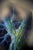 Renato Criscuolo, Blue Tree, 2008, Oil on Canvas For Sale - Image 4 of 11