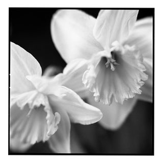 Paul Cooklin, Daffodil I, Edition of 50 For Sale