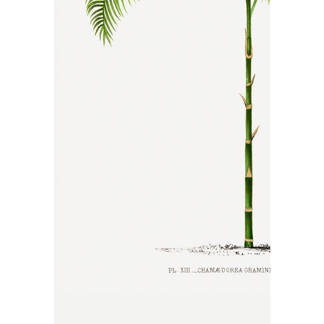 Green Vintage Palm Tree Illustration, Botanical Art Print Reproduction, 32" X 48" For Sale - Image 8 of 9