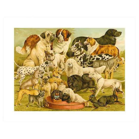 'Dog Breeds 2' Archival Reproduction Print For Sale
