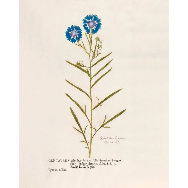 Reproduction 18th Century Vintage Botanical Set With Blue Flowers For Sale - Image 4 of 8