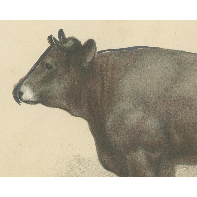 After Borie, Gascon Cow, French Cattle from Animaux De La Ferme, 1863, Chromolithograph For Sale - Image 4 of 9