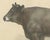 After Borie, Gascon Cow, French Cattle from Animaux De La Ferme, 1863, Chromolithograph For Sale - Image 4 of 9