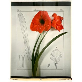 Betty Hahn, Large Format Polaroid Photograph Still Life Color Photo Dye Print Betty Hahn Art, 1980 For Sale